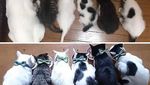 Super Gemas! Potret Before After Versi Kucing