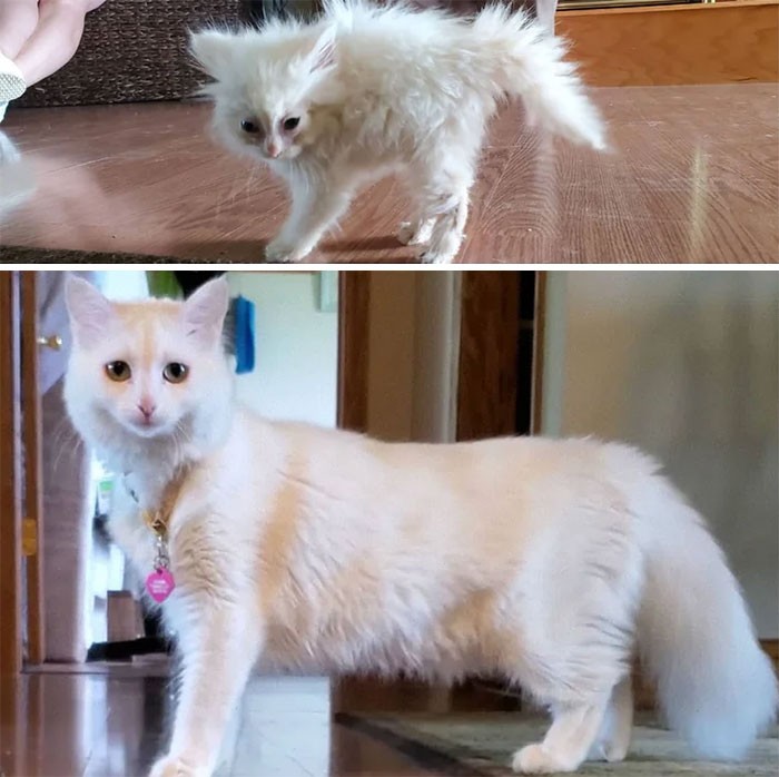 kucing before after