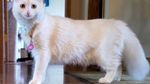 Super Gemas! Potret Before After Versi Kucing