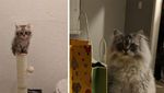 Super Gemas! Potret Before After Versi Kucing