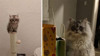 Percayalah, dari kecil kucing ini menggemaskan! Saat tumbuh besar makin terliat lucu.  (dok Bored Panda)