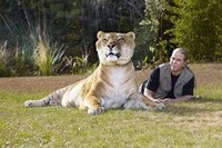 Liger
