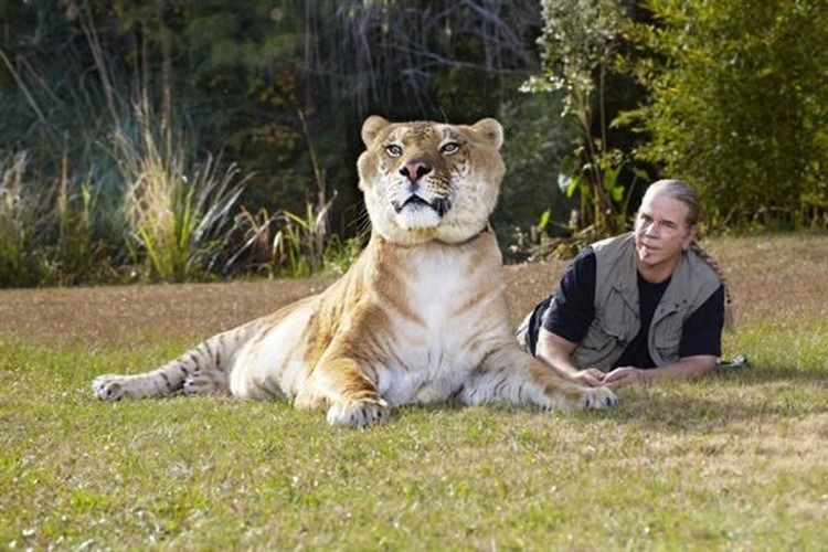 Liger