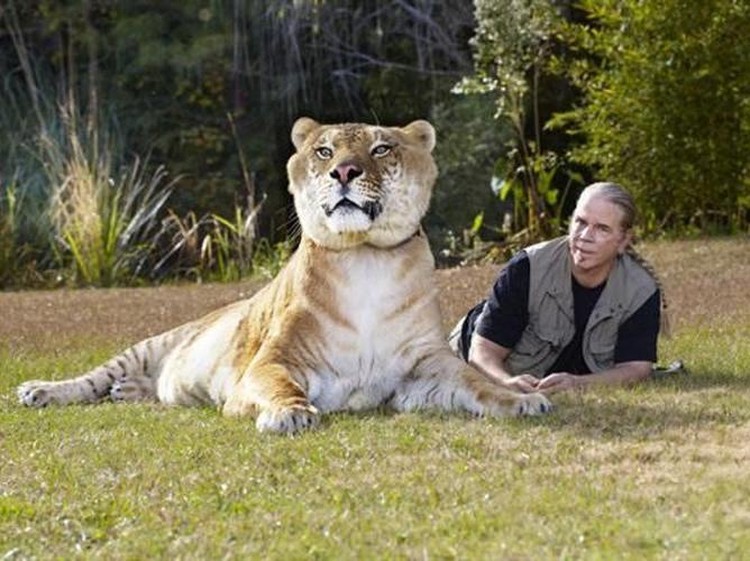 Liger Liger