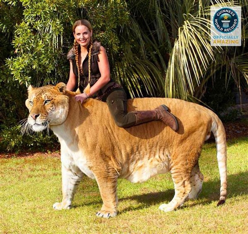 Liger