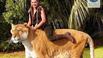 Beberapa netizen kagum tapi ada pula yang mengkritik perkembangbiakan liger seperti ini. Foto: YouTube