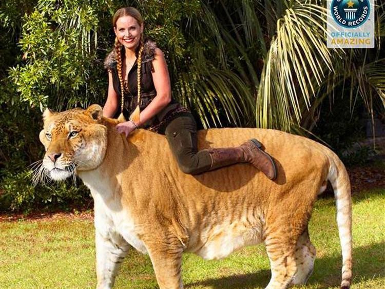 Liger Liger