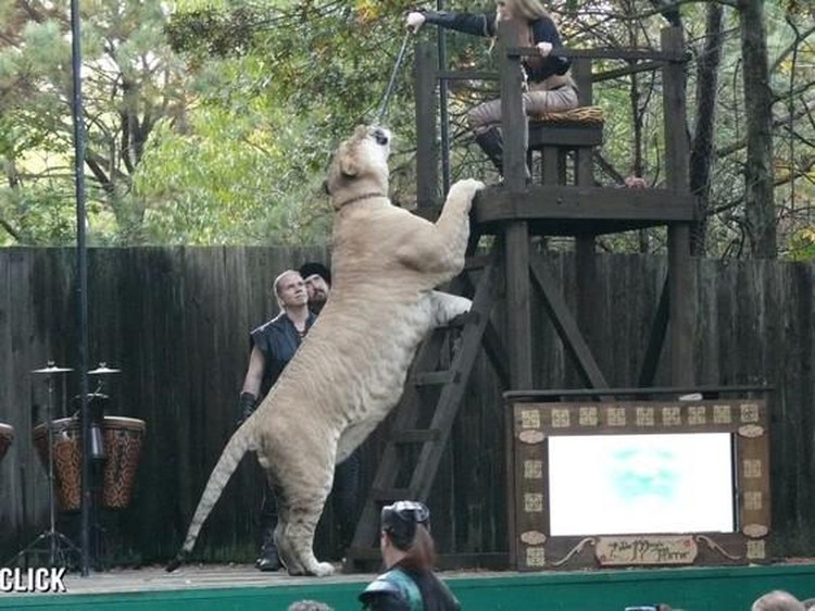 Liger