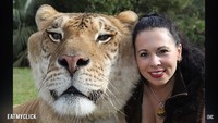 Liger