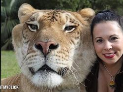 Wujud Hewan Langka Persilangan Harimau dan Singa