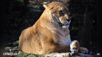 Bobot rata-rata dari liger berada di kisaran 320 kilogram. Foto: YouTube