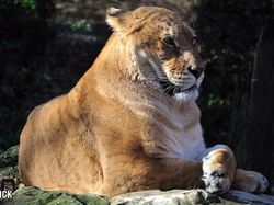 Wujud Hewan Langka Persilangan Harimau dan Singa