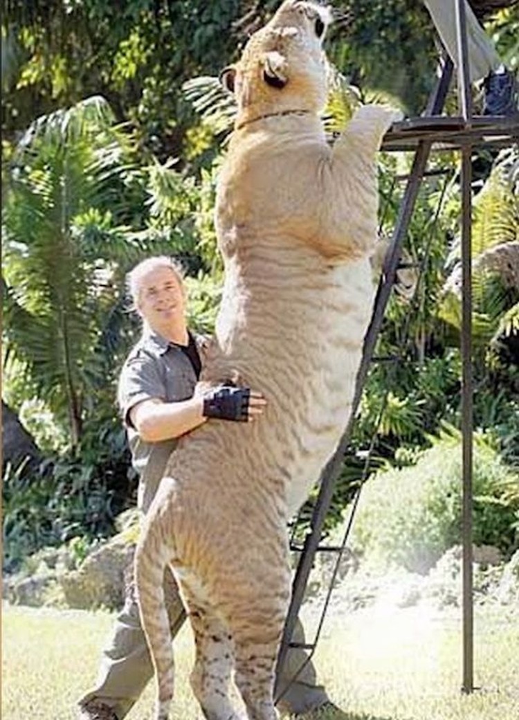 Liger Liger