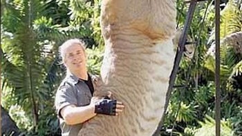 Panjang tubuh liger dapat mencapai 3 hingga 3,6 meter. Dia tumbuh lebih besar dari induknya sehingga juga dianggap berbahaya untuk kesehatannya sendiri. Foto: YouTube