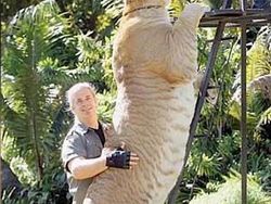 Wujud Hewan Langka Persilangan Harimau dan Singa