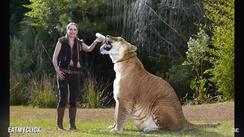 Liger