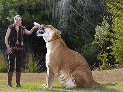 Wujud Hewan Langka Persilangan Harimau dan Singa