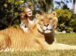 Wujud Hewan Langka Persilangan Harimau dan Singa