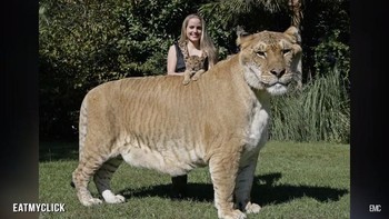 Persilangan antara singa dan harimau ini, beserta hewan hybrid lain, kerap dianggap tidak etis karena melanggar hukum alam. Selain itu juga mengacaukan gen dan tidak ada manfaatnya bagi spesies kecuali memenuhi keinginan manusia untuk memeliharanya. Foto: YouTube