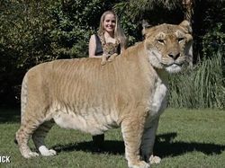 Wujud Hewan Langka Persilangan Harimau dan Singa