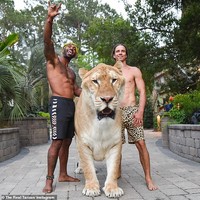 Liger