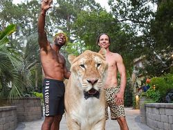 Wujud Hewan Langka Persilangan Harimau dan Singa