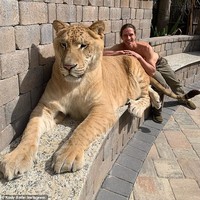Liger