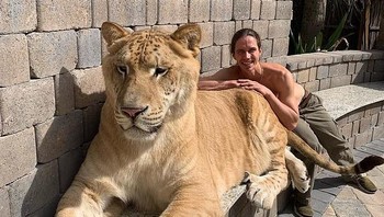 Selain di kebun binatang, liger juga terdapat dalam penangkaran atau dipelihara, terutama di Amerika Serikat. Mereka harus diperlakukan khusus karena merupakan hewan berbahaya walau kelihatan jinak. Foto: YouTube