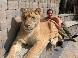 Wujud Hewan Langka Persilangan Harimau dan Singa