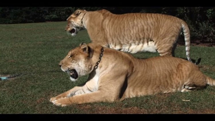 Liger