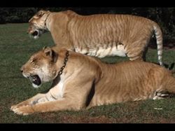 Wujud Hewan Langka Persilangan Harimau dan Singa