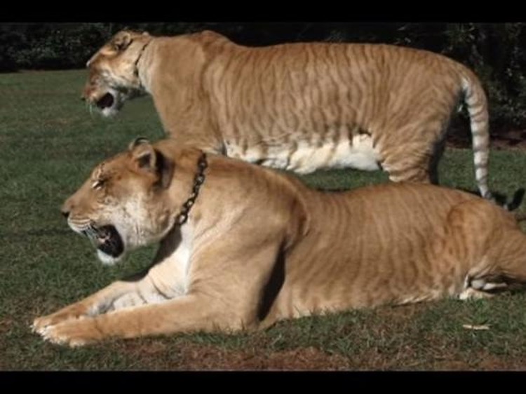 Liger Liger