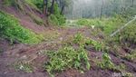 Longsor Tutup Akses Menuju Kawah Ijen