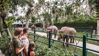 Mason Elephant Park akan mengajak traveler untuk berinteraksi langsung dengan gajah. Luasnya yang mencapai empat hektar  menjadi rumah bagi 32 ekor gajah Sumatera. (Mason Elephant Park/instagram)