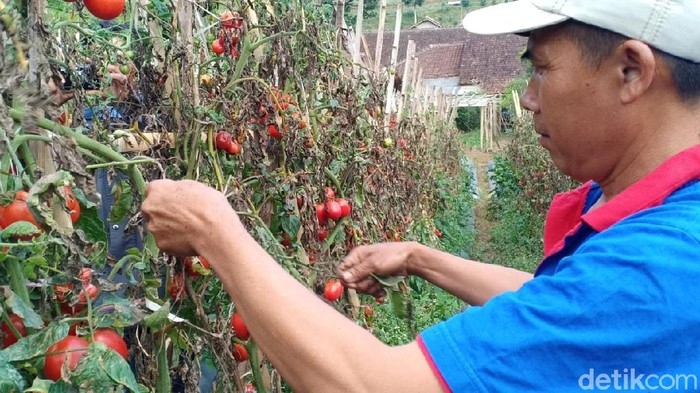 Petani senior di Lembang minta perhatian Ridwan Kamil