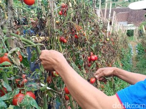 Ridwan Kamil Gulirkan Program Petani Milenial, Bagaimana Nasib yang Senior?