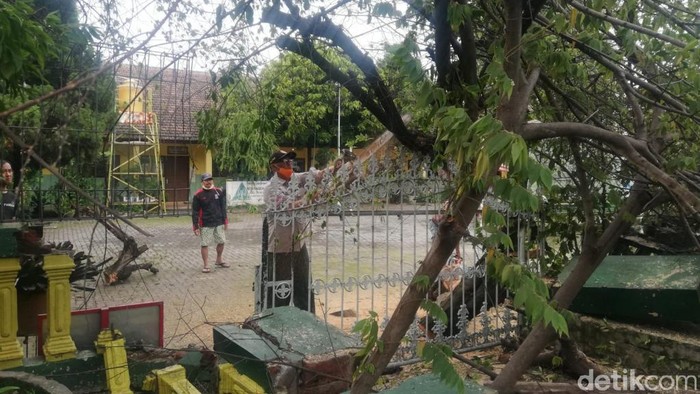 pohon tumbang di pasuruan