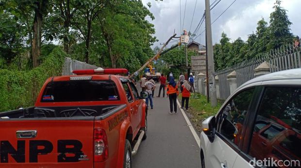 pohon tumbang di pasuruan