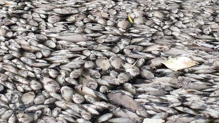 Ribuan ikan di Setu Citongtut Bogor mati mendadak