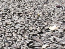 Penampakan Ratusan Ribu Ikan Mati di Sungai Australia