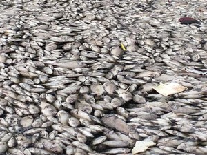 Diduga Tercemar Limbah, Ribuan Ikan di Setu Citongtut Bogor Mati