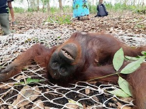 3 Orang Utan di Kalteng Dievakuasi, Kelaparan hingga Luka Senjata Tajam