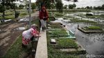 Nasib Tragis TPU Semper, Terancam Hilang Gegara Banjir Rob