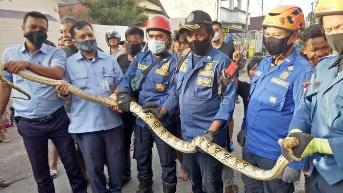 Ular sanca yang ditemukan di rumah warga di Makassar (dok. Istimewa).