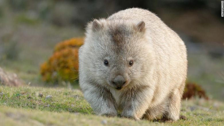 Wombat dan eeknya
