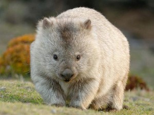 Dicari: Turis yang Mau Sambilan Jadi Pemburu Hantu-Penjaga Wombat