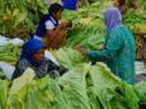 17 Agustus 2008 di G.Tambora