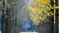 1. Nami Island