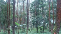 Hutan pinus di sekitar candi (Nursaleh/detiktravel)