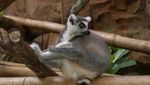 Ada Koleksi Hewan Baru di Ragunan, Mampir Yuk!